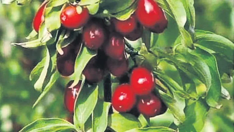 Kızılcık Meyvesinin Sonbahar Ritüellerine Renk Katan Eşsiz Yolculuğu