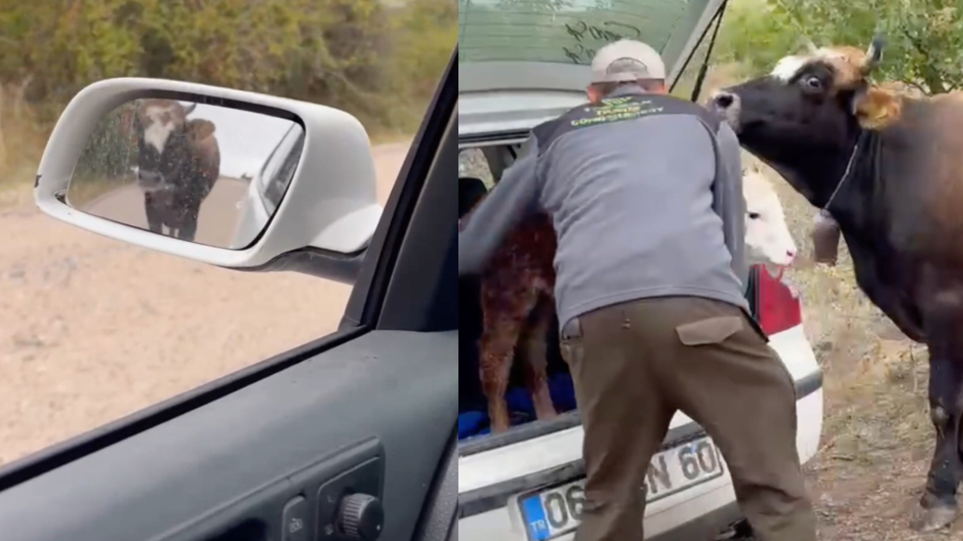Amasya’da inek yavrusunu koyun götüren aracı 3 kilometre takip etti