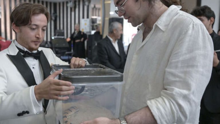 Ankara’da Buğra Yalçın’a Düğününde Egzotik Hayvanlar Hediye Edildi