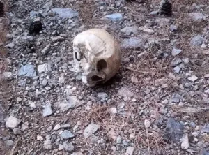 Gazipaşa’daki ormanda bulunan kafatası olayı adli soruşturmayla derinleşiyor