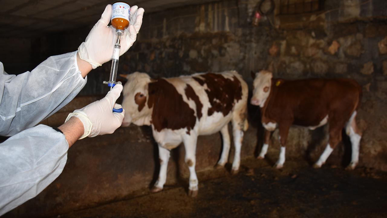 Hayvan Yetiştiricilerine Aşı ve Kimliklendirme Ücreti Muafiyeti Getirildi