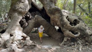 Muğla’da 854 yıllık anıt çınar Kanuni’nin izlerini taşıyor