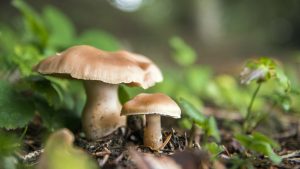 Rüyada Mantar Toplamak Hangi Sembolik Anlamları Taşıyor?