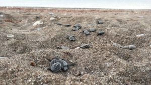 Antalya sahillerinde 200 bin caretta caretta yavrusu denizle buluştu
