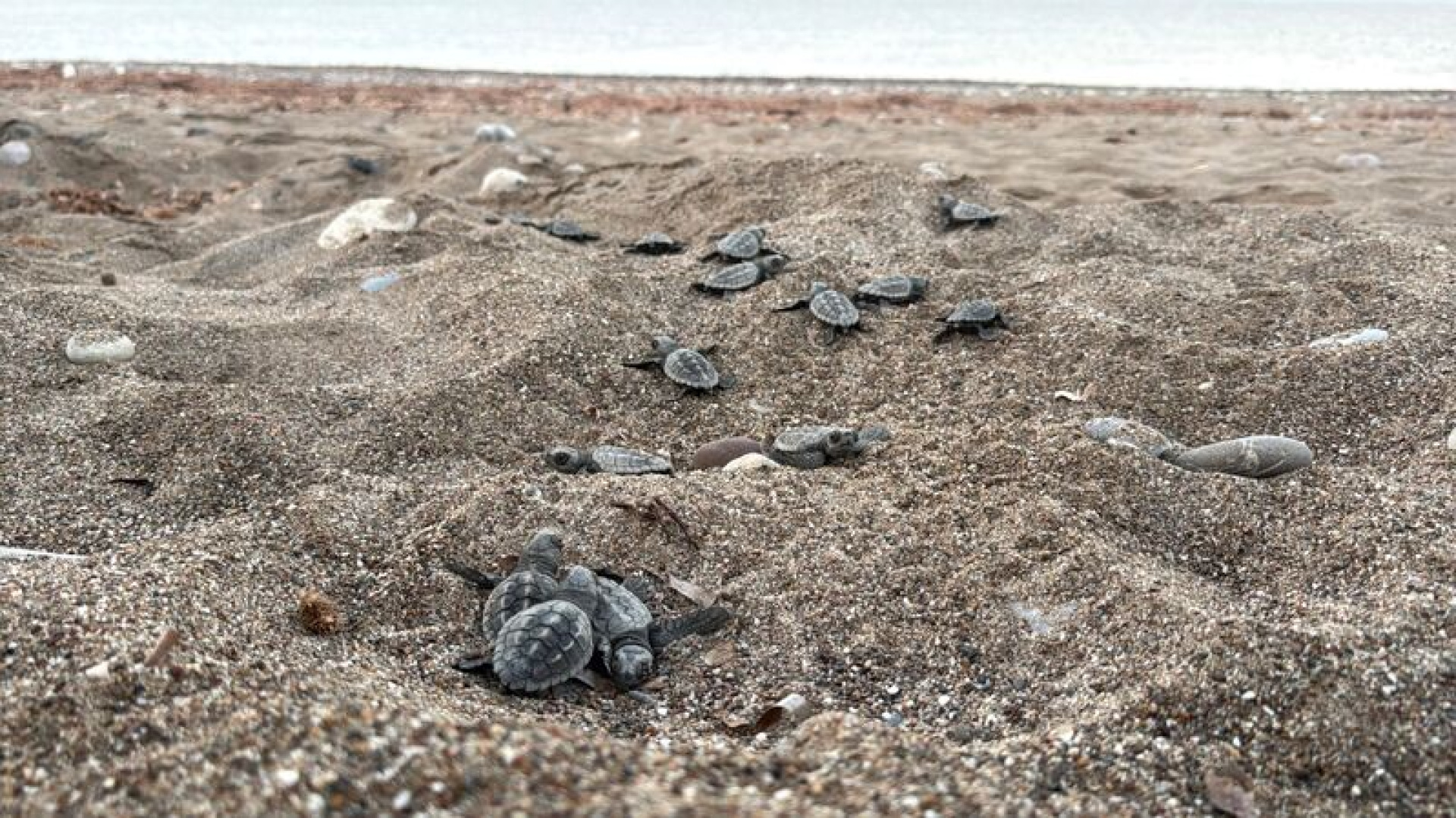 Antalya sahillerinde 200 bin caretta caretta yavrusu denizle buluştu