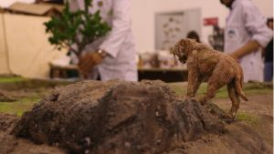 Kayseri’de Milyonlarca Yıllık Fosillerin Minyatürleri Halkla Buluşuyor