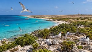 Klein Curacao’da Doğal Yaşam Canlanıyor, Yeni Kuş Türleri Yuvalanıyor