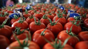 Türkiye’nin yaş sebze ihracatında Romanya zirvede yer aldı