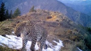 WWF raporu yaban hayatı popülasyonunda ciddi azalmayı gözler önüne seriyor