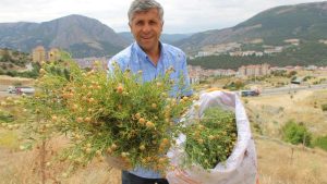 Yozgat’ta nazardan koruyan üzerlik bitkisi eski gelenekleri yaşatıyor