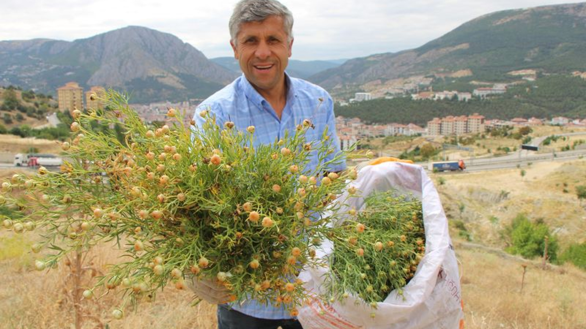 Yozgat’ta nazardan koruyan üzerlik bitkisi eski gelenekleri yaşatıyor
